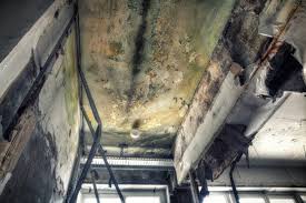 Mold Removal & Remediation